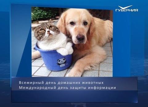 Всемирный день домашних животных. Календарь губернии от 30 ноября
