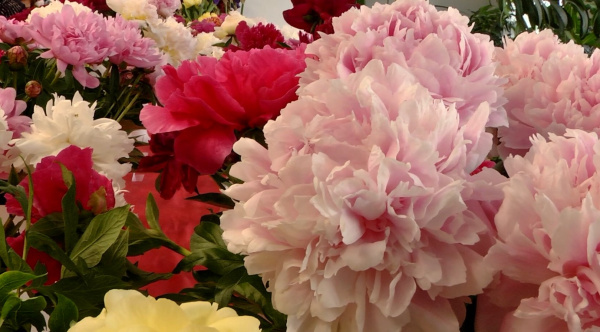 В Тольятти прошла региональная выставка "Пионы и ирисы Поволжья"