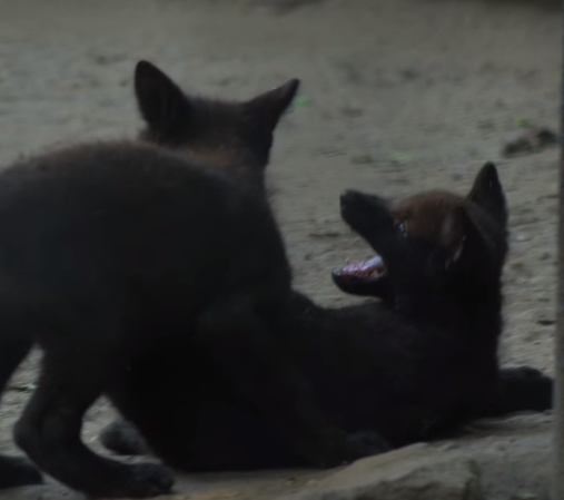 Новосибирский зоопарк показал развлечения канадских волчат