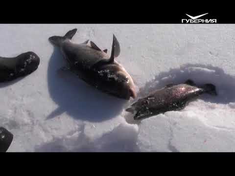 Ловим форель. Рыбацкое счастье