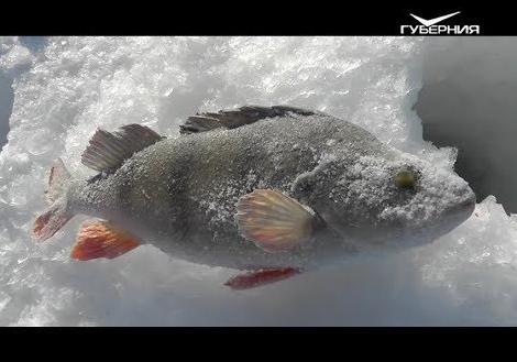 Ловля леща зимой. Рыбацкое счастье