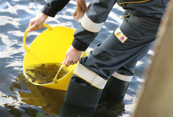 50 тысяч мальков сазана поселили в Волгу в районе Самары