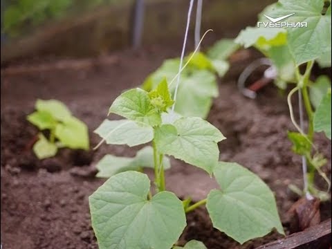 Автопробег Самара - Магадан. Часть 3. Дачники Сибири. Удачные заметки