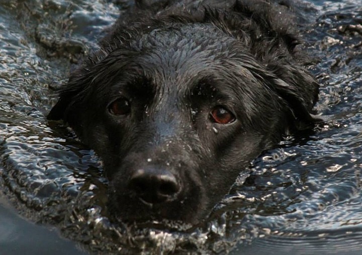 В Самаре спасли большую черную собаку, застрявшую в фонтане на ул. Осипенко