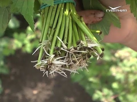 Как правильно посадить смородину. Дачные советы