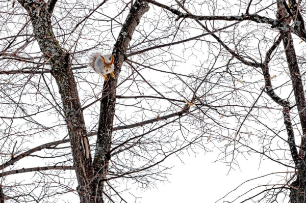 В Самаре сквер Прищепка хотят превратить в общественное пространство