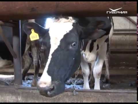 Народное признание 23.06.2017. Велес