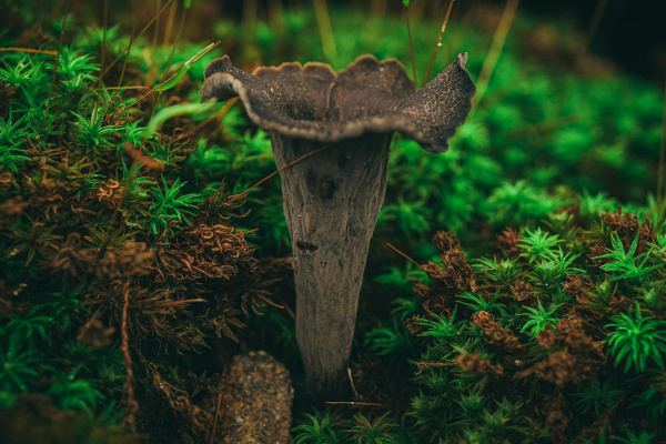 В российских лесах нашли трубы смерти