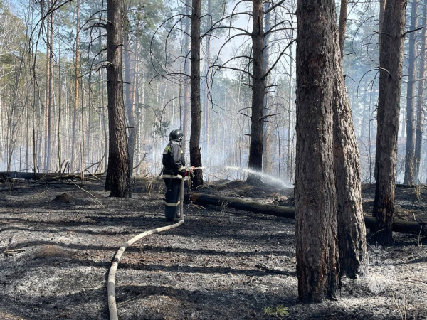 В Тольятти 12 апреля загорелся лес на площади 1 гектар