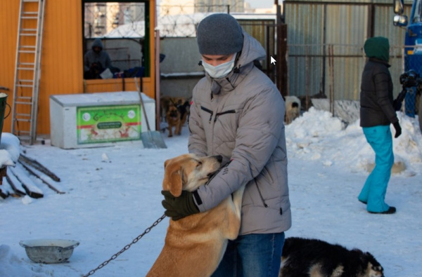 Более 100 самарских дворняг обретут новый дом