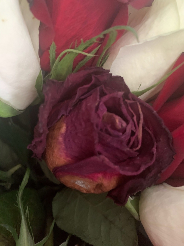 "Распустятся через неделю": самарцам пришёл букет из завядших роз