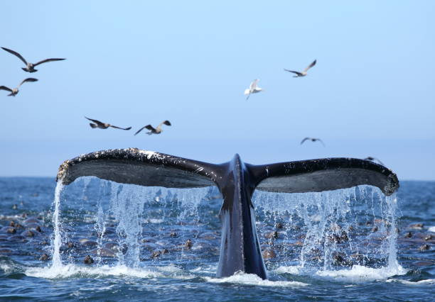 День защиты морских млекопитающих: какие праздники отмечают 19 февраля 
