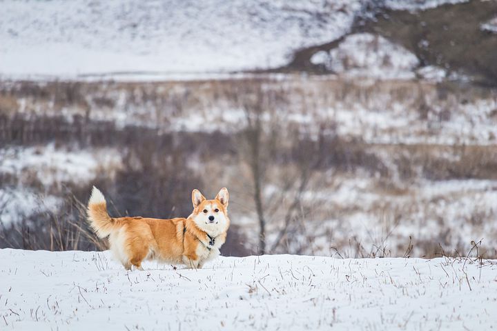 В России предложили ввести учёт и контроль содержания домашних собак