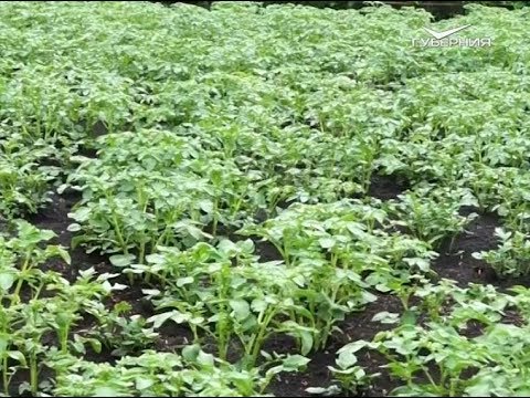 Автопробег "Самара -Магадан". Часть 5. Удачные заметки