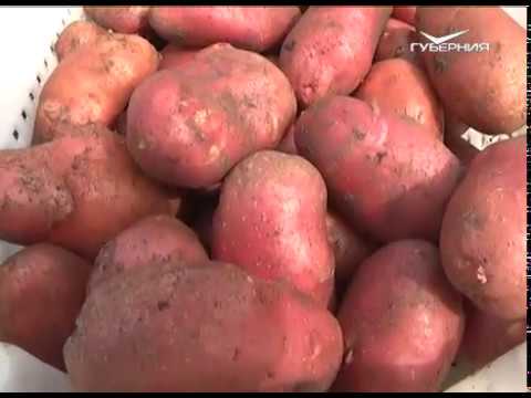 Посадка сидератов под зиму. Дачные советы от 19.10.2017