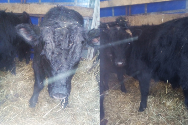 Самарские таможенники не пустили в Киргизию коров