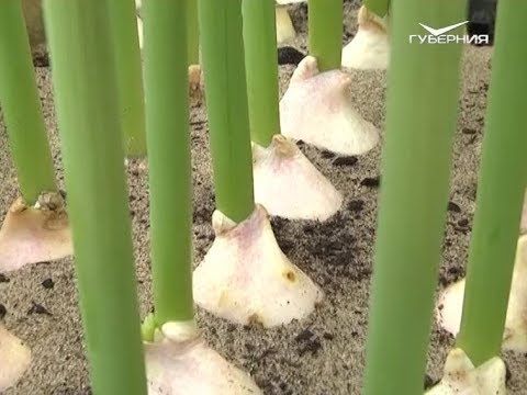 Урок посадки лука. Дачные советы