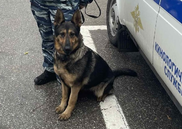 В Самаре служебная собака нашла на улице мужчину с наркотиками