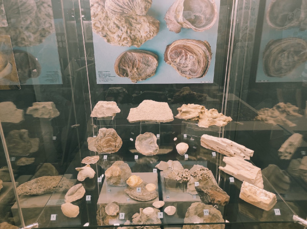 "Жизнь в раковине": в музее имени Алабина открылась выставка моллюсков