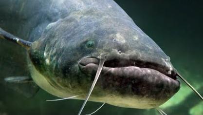 Как поймать сома. Утро Губернии