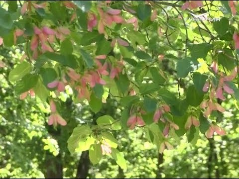 Какая погода ждёт жителей Самарской области на выходных