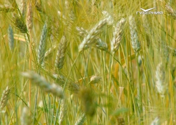 В Самарской области ученые Института географии РАН оценили региональные практики восстановления плодородия почв