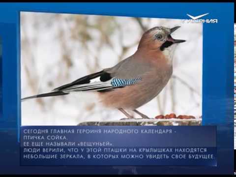 Календарь губернии от 11.12.2017