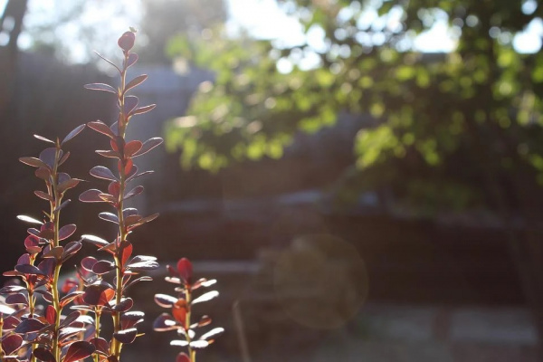 В Кинель-Черкасском районе рядом с новым культурно-досуговым центром высадили деревья и кустарники 