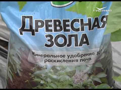 Дачные советы 16.06.2016