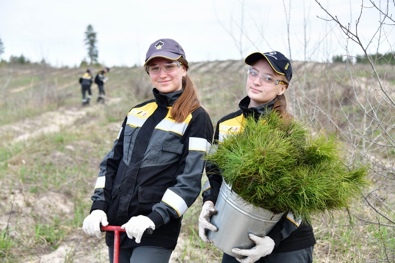 Сосновый лес нефтяников