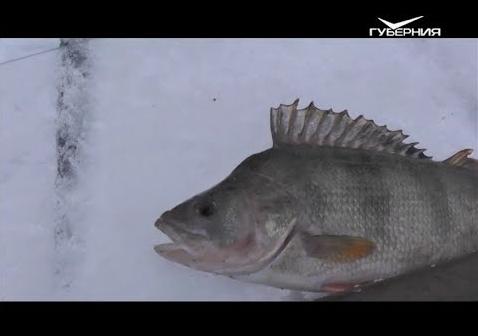 Ищем окуня. Рыбацкое счастье