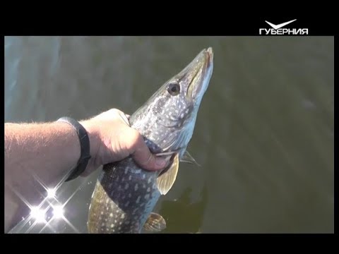 Первая рыбалка после запрета. Рыбацкое счастье