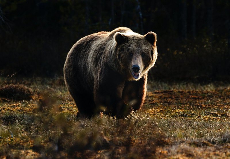 В Сызранском районе дикий медведь забрался на дачный участок и переполошил все село