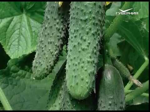 Дачные советы, семена петунии и чего боится рассада. Удачные заметки от 20.03.2018