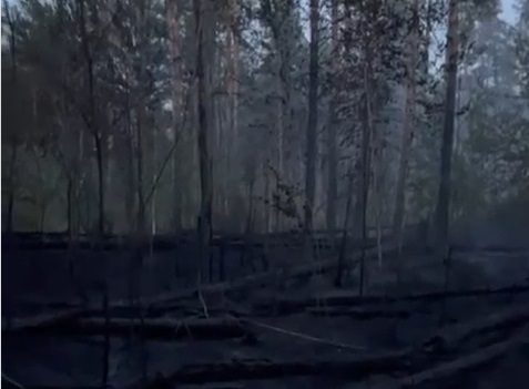 Полицейские устанавливают причастных к возгоранию в тольяттинском лесу