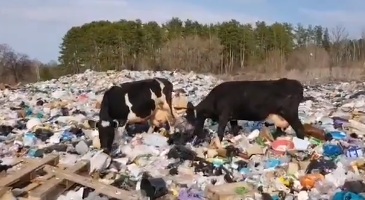 Очевидцы: в Самарской Луке неизвестные устроили огромную свалку 