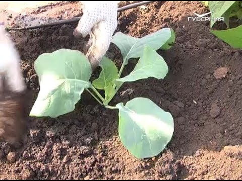 Разбивка грядки. Дачные советы