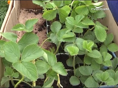 Как правильно посадить землянику. Дачные советы