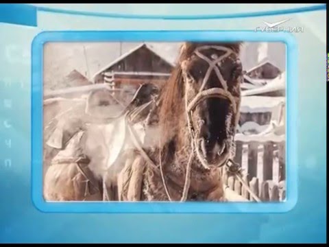 Календарь губернии 29.01.2016