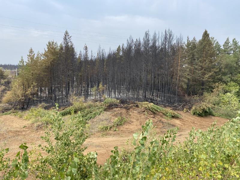 Чрезвычайная опасность лесных пожаров сохранится в Самарской области до 31 августа 2021 года