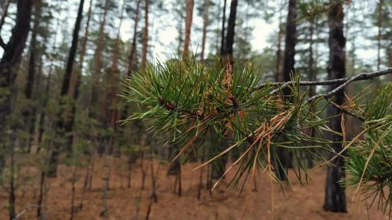 В санатории Тольятти обнаружили мышей