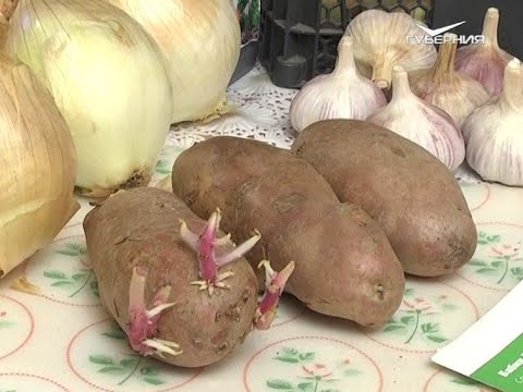 Как вырастить картофель за 90 дней. Дачные советы