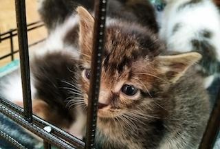 Оставила на морозе: в Тольятти пенсионерка выбросила 10 котят на улицу