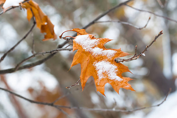 Туман и мокрый снег: погода в Самарской области на 21 ноября и ближайшие дни 