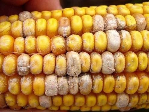 В Нижегородской области в кукурузе нашли опасный микотоксин 