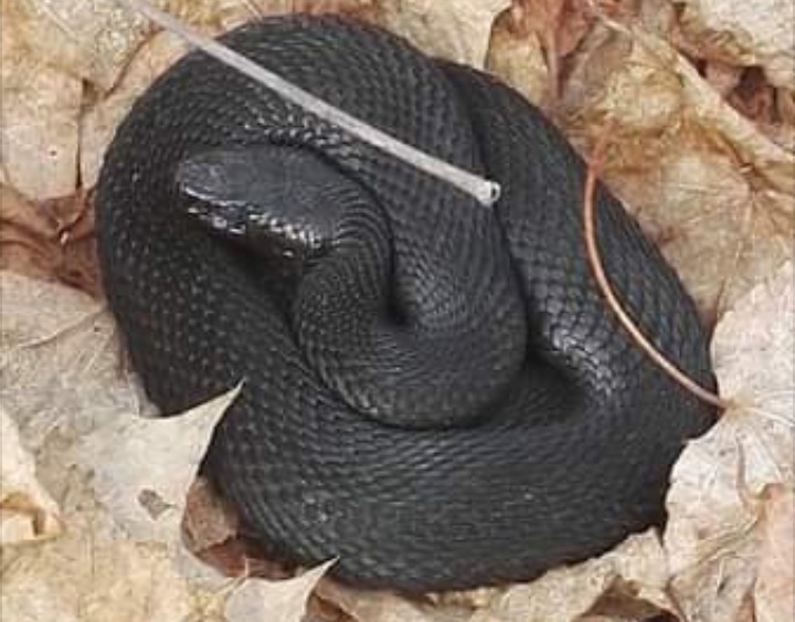 В Самаре в Загородном парке обнаружили змею