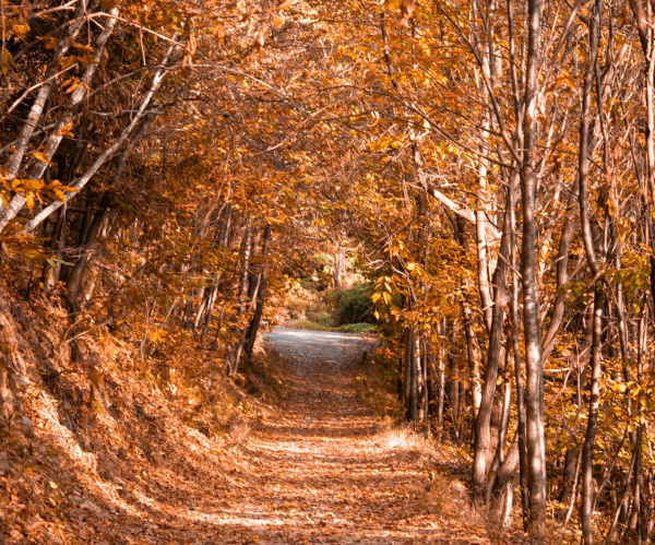 Большинство россиян планируют провести осенний отпуск внутри страны