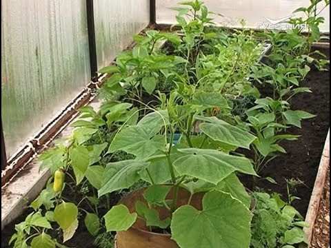 Как уберечь рассаду от заморозков. Удачные заметки