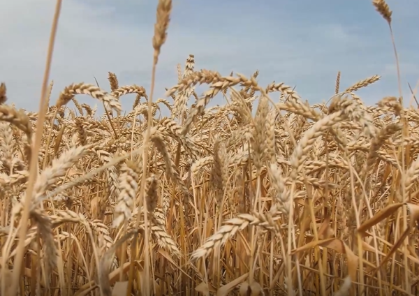 Аграрии Волжского района вступили в страду
