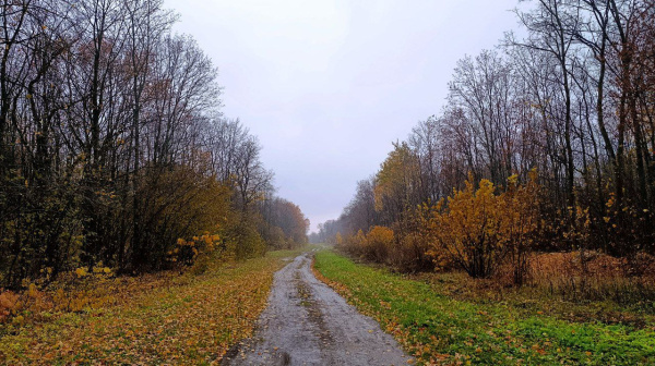 В Самарской области 18 октября будет дождливый и теплый день